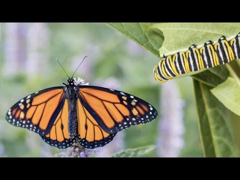 Video Inspirador: Una transformación a imagen de Jesucristo