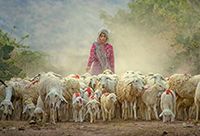Girl Drives Sheep Down Dirt Road