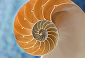 The interior chambers of a nautilus shell.
