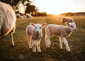Young sheep backed by the sunset