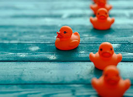 rubber ducks in a row with one deviating