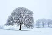 A lone tree covered in snow on a hill in winter.