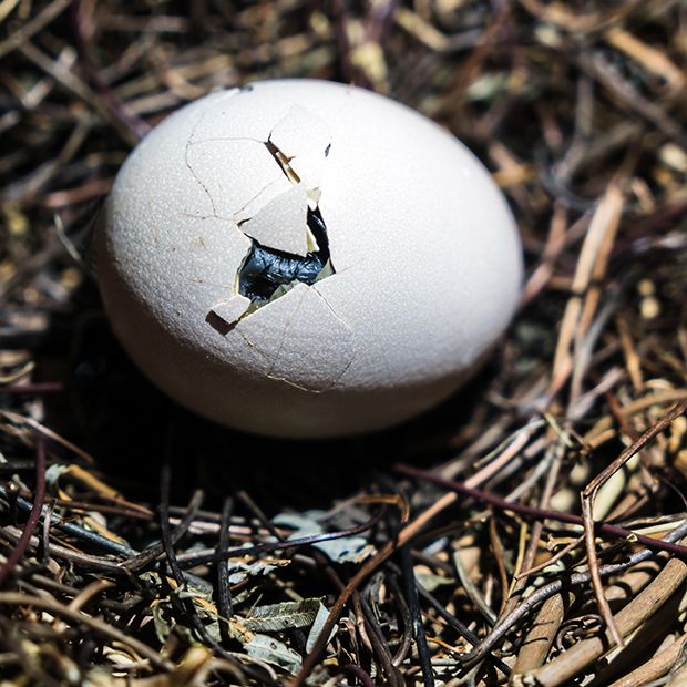 Chick breaking out of an egg, showing resilience and perseverance in the face of challenges.